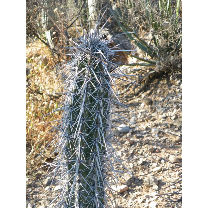 Cactus seeds Pachycereus hollianus Blanco