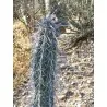 Cactus seeds Pachycereus hollianus Blanco