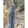 Semillas de cactus Pachycereus hollianus Blanco