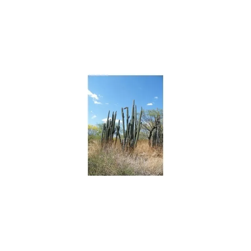 Cactus seeds Pachycereus hollianus Blanco
