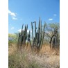 Graines de cactus Pachycereus hollianus Blanco