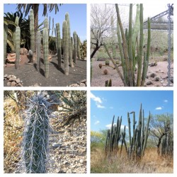 Semi di cactus Pachycereus...