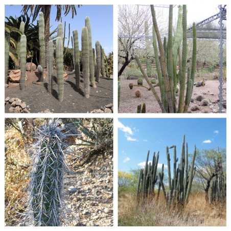 Price: €2.15 - Σπόροι κάκτου Pachycereus hollianus 'Blanco' - 