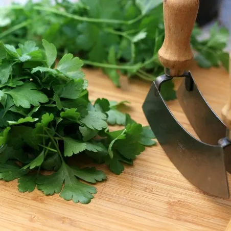 Sementes De Salsa Italiana Gigante Plana