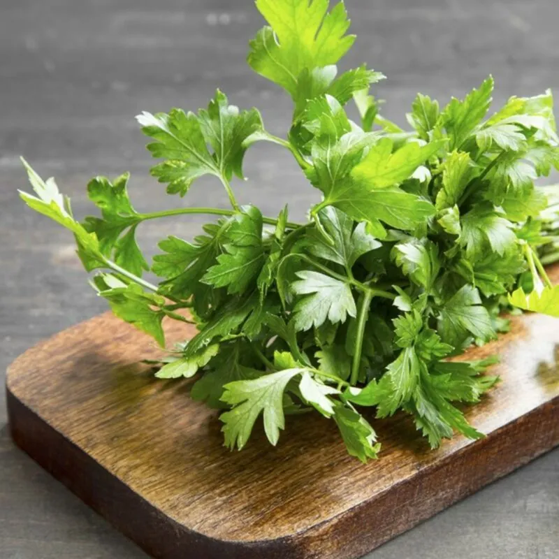 Sementes De Salsa Italiana Gigante Plana