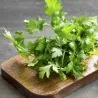 Sementes De Salsa Italiana Gigante Plana