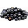 Price: €2.5 - Sementes de Jaltomata procumbens Fruta exótico - Seeds Gallery