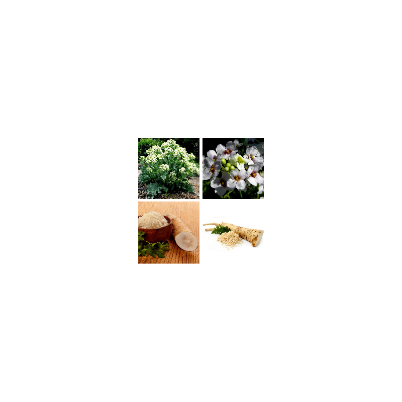 Price: €2.95 - Tatarischer Meerrettich Samen (Crambe tataria) - Seeds Gallery