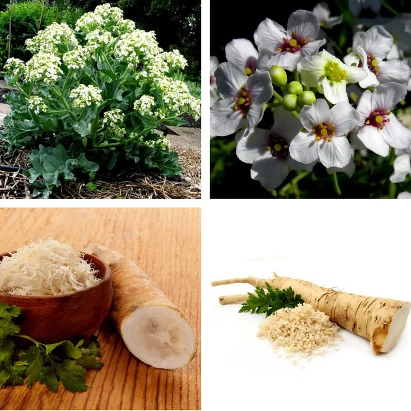 Sementes de Tártara Rábano (Crambe tataria)