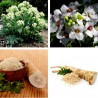 Price: €2.95 - Tatarischer Meerrettich Samen (Crambe tataria) - Seeds Gallery