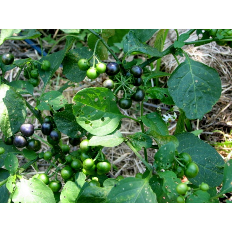 Price: €2.5 - Semillas de Jaltomata procumbens Frutas exóticas - Seeds Gallery