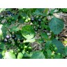 Price: €2.5 - Sementes de Jaltomata procumbens Fruta exótico - Seeds Gallery