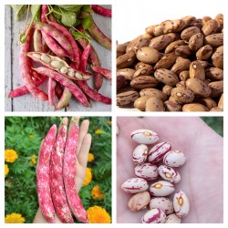 Price: €1.8 - Sementes de feijão Borlotto - 