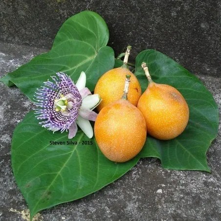 Σπόροι Λουλούδι Πάθος Passiflora ligularis