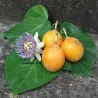 Σπόροι Λουλούδι Πάθος Passiflora ligularis
