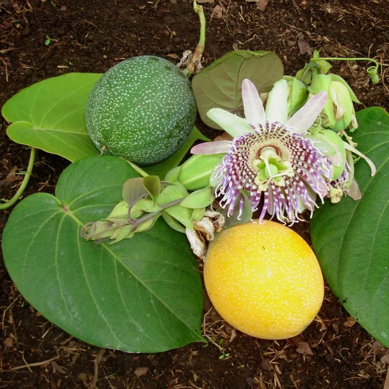 Σπόροι Λουλούδι Πάθος Passiflora ligularis