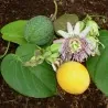 Σπόροι Λουλούδι Πάθος Passiflora ligularis