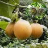 Σπόροι Λουλούδι Πάθος Passiflora ligularis