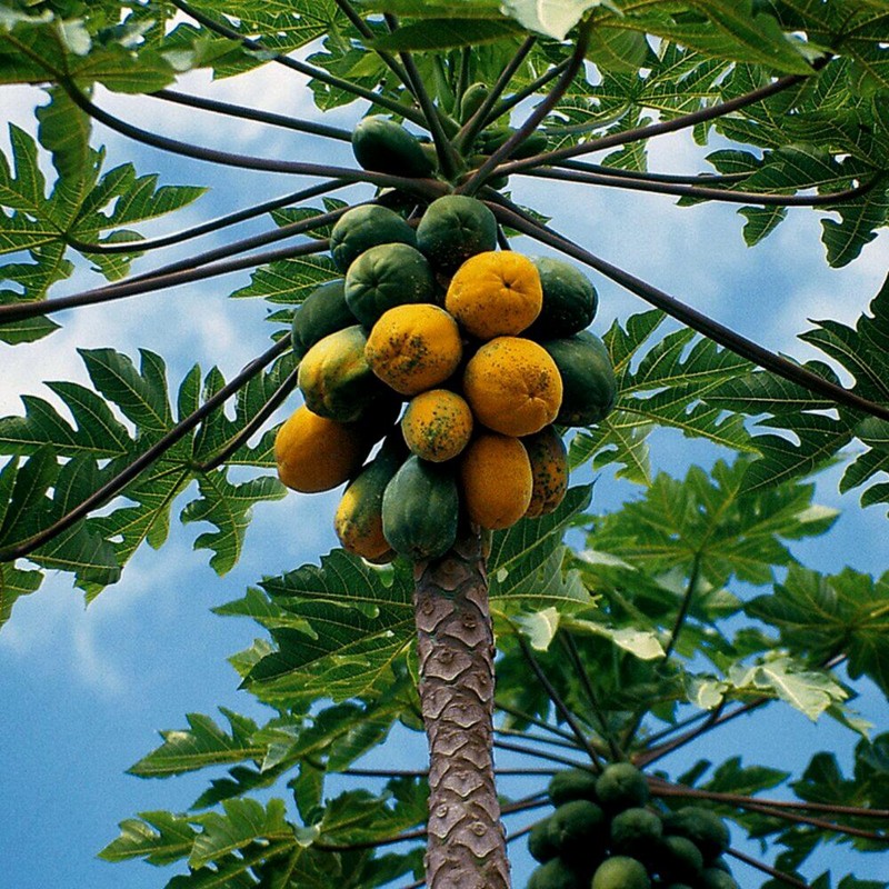 Price: €2.25 - Papaya - Papaja Frön (Carica papaya) - 
