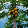 Papaya, Papaw, or Pawpaw Seeds (Carica papaya)