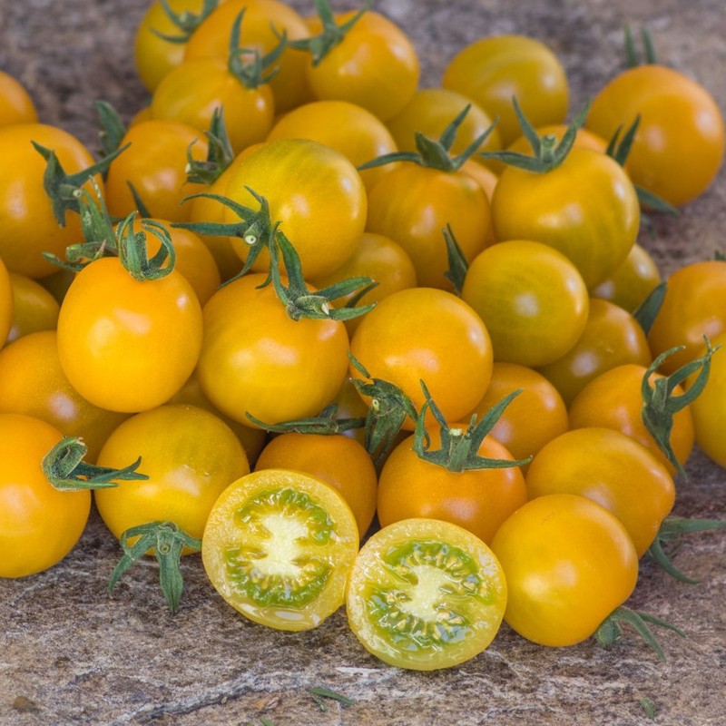 Tomate cerise jaune - Acheter des graines
