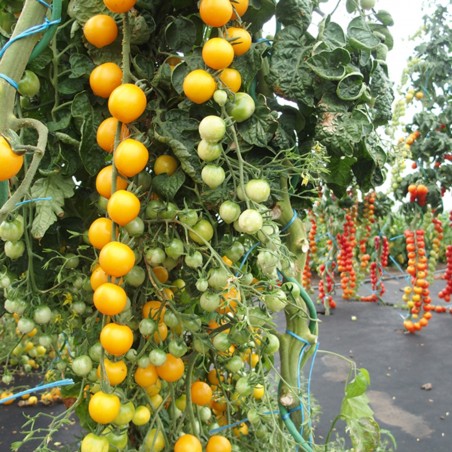 Price: €1.85 - Sementes de tomate cereja GOLDKRONE -