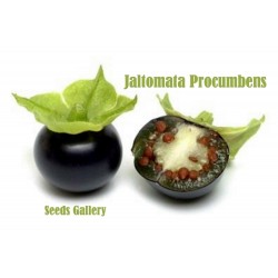 Price: €2.5 - Graines de Jaltomate couchée (Jaltomata Procumbens) - Seeds Gallery