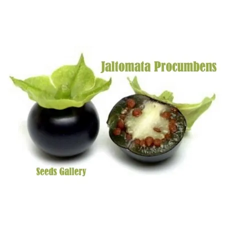 altomate Samen, Saatgut (Jaltomata Procumbens)