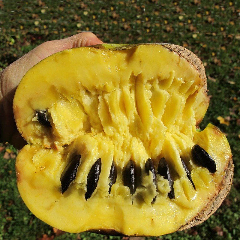 Graines de Asiminier trilobé (Asimina triloba)