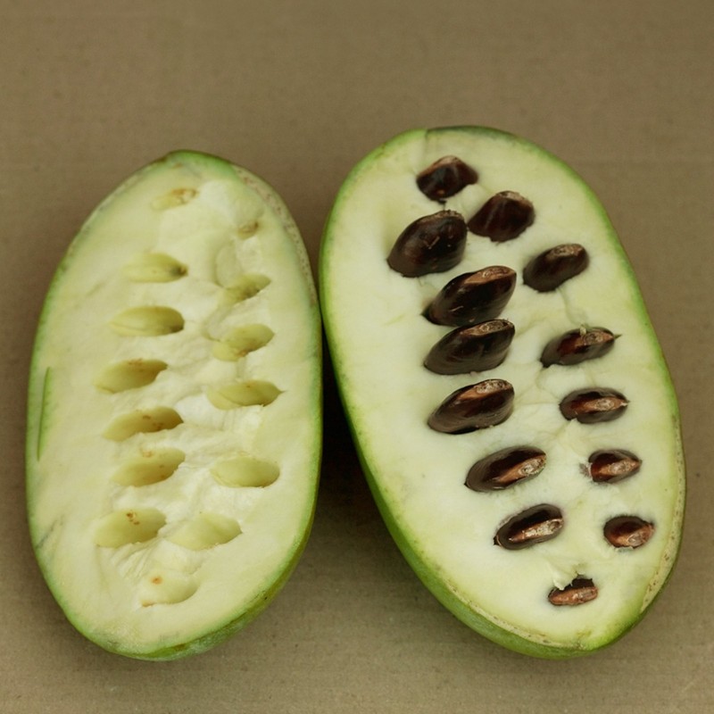 Price: €7.5 - Semi di pawpaw o paw paw (Asimina triloba) - 