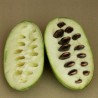 Sementes de papaw (Asimina triloba)