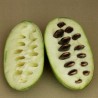 Price: €7.5 - Semi di pawpaw o paw paw (Asimina triloba) - 