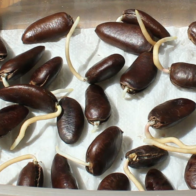 Price: €7.5 - Semi di pawpaw o paw paw (Asimina triloba) - 