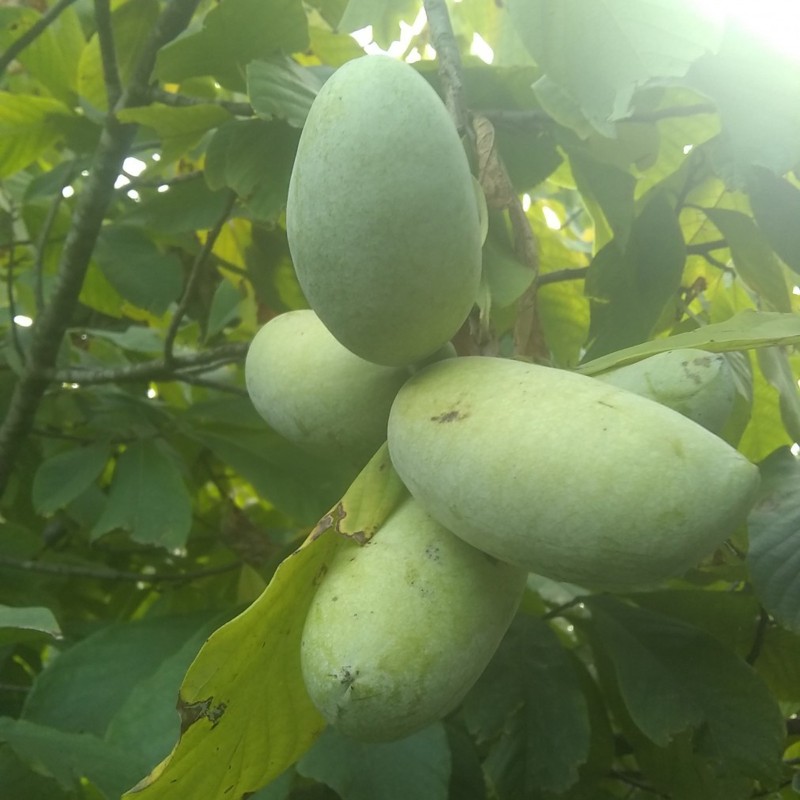 Semințe de Papaw, Păpădul comun (Asimina triloba)