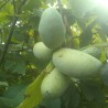 Sementes de papaw (Asimina triloba)