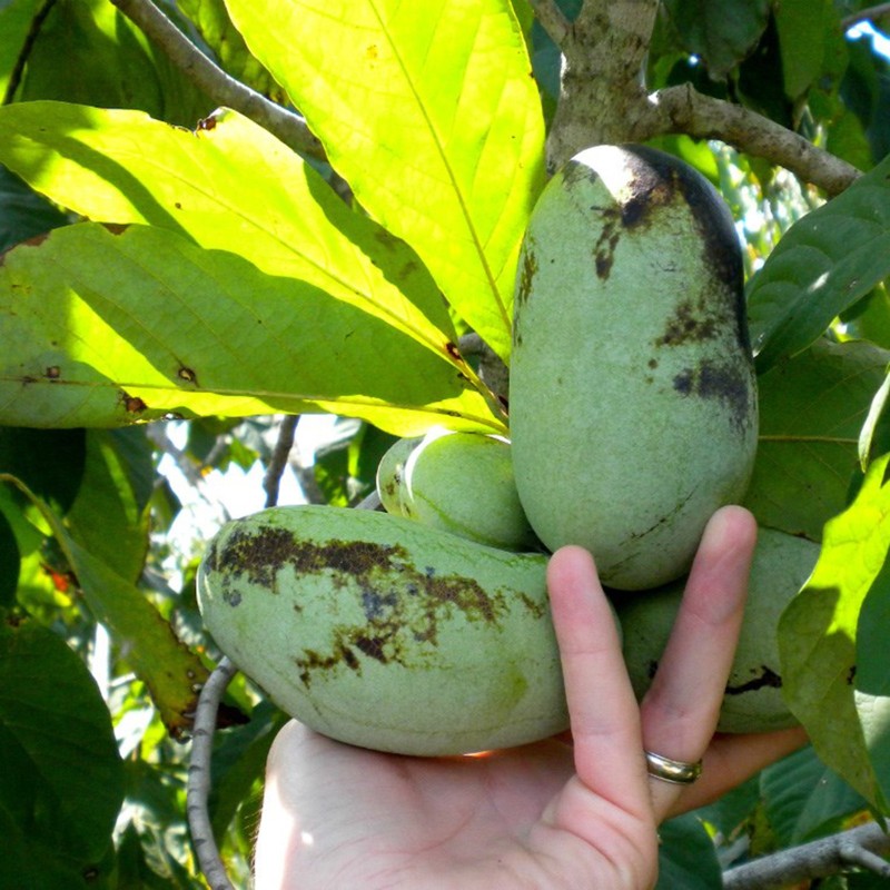 Pawpaw zaden (Asimina triloba)