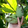 Pawpaw zaden (Asimina triloba)