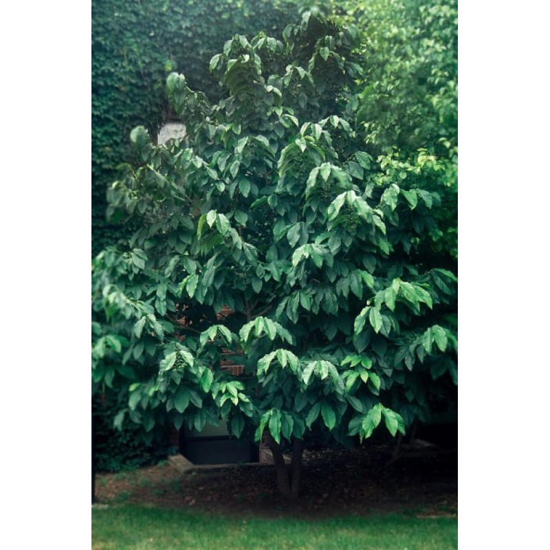 Sementes de papaw (Asimina triloba)