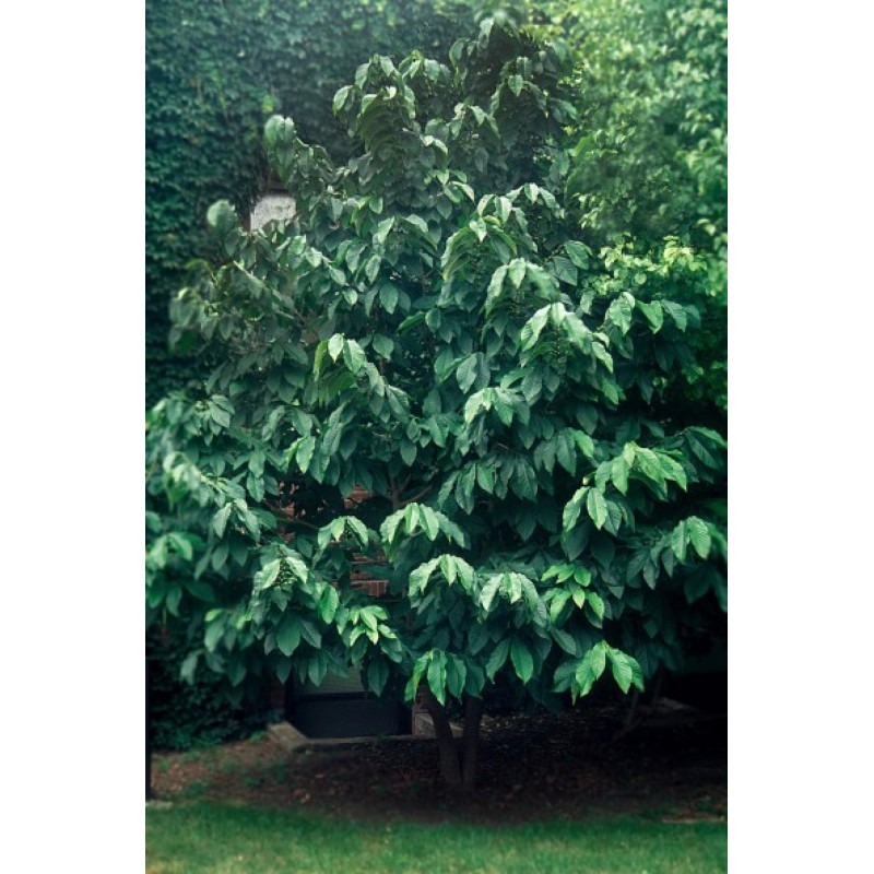 Price: €7.5 - Semi di pawpaw o paw paw (Asimina triloba) - 