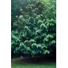 Price: €7.5 - Semi di pawpaw o paw paw (Asimina triloba) - 