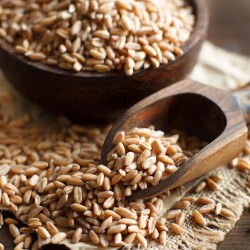 Price: €2.15 - Graines de Épeautre (Triticum spelta) - 