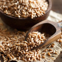 Spelt zaden (Triticum spelta)