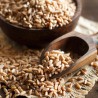 Sementes de espelta ou trigo-vermelho (Triticum spelta)