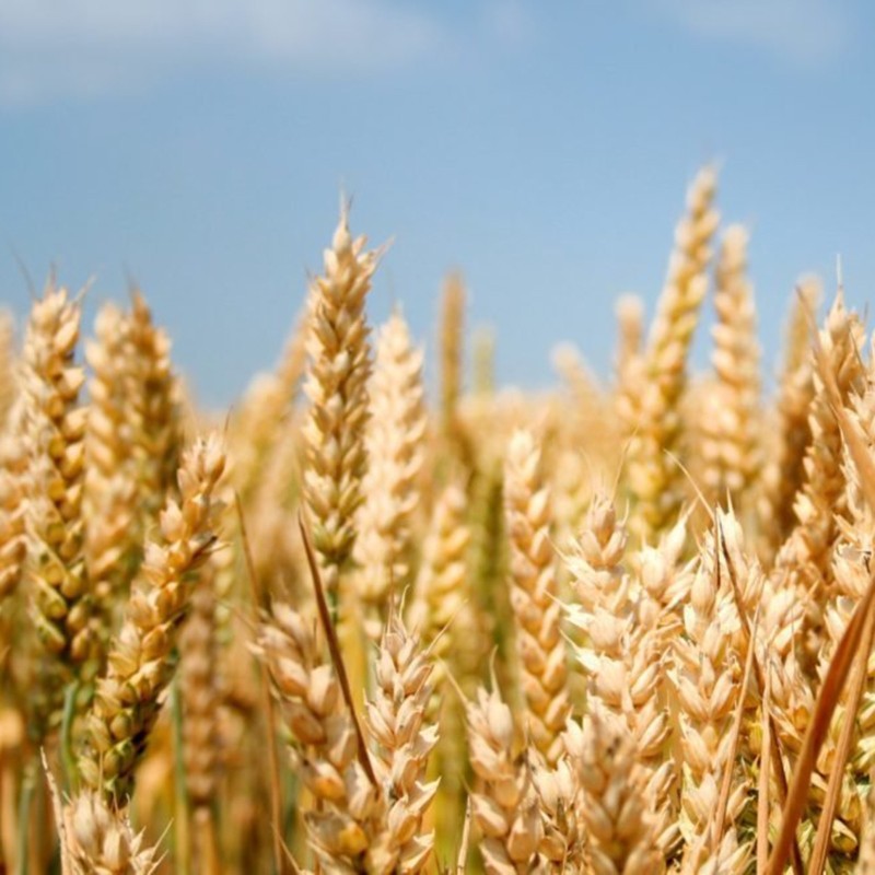 Sementes de espelta ou trigo-vermelho (Triticum spelta)