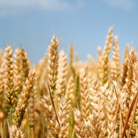 Sementes de espelta ou trigo-vermelho (Triticum spelta)