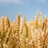 Sementes de espelta ou trigo-vermelho (Triticum spelta)