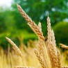 Sementes de espelta ou trigo-vermelho (Triticum spelta)