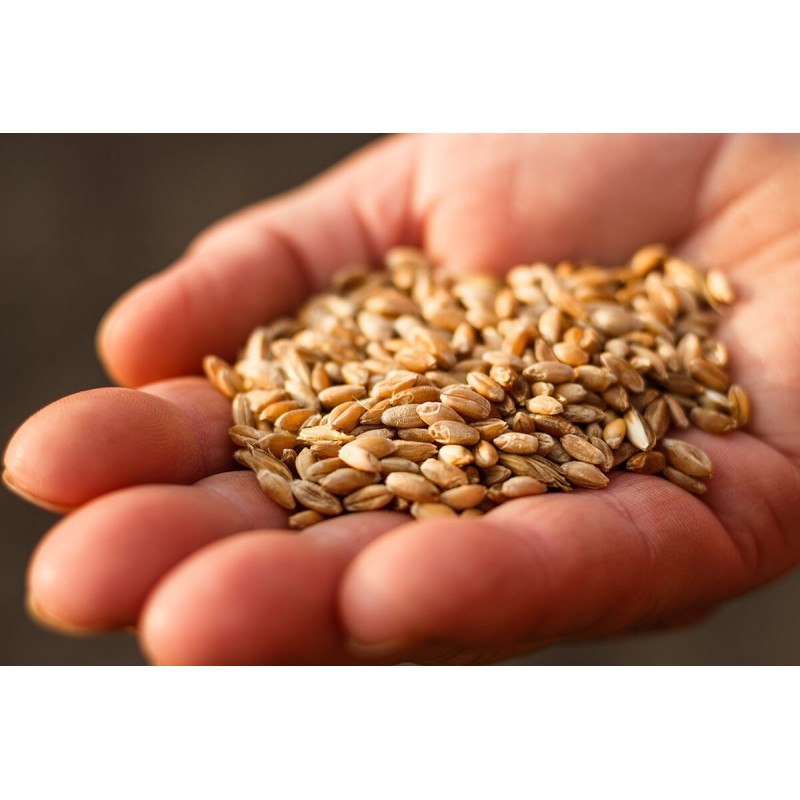 Sementes de espelta ou trigo-vermelho (Triticum spelta)
