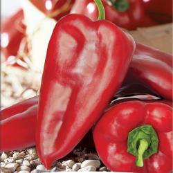 Price: €1.75 - Μεγάλοι σπόροι γλυκού πιπεριού Supernova - 