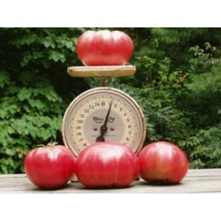 Price: €2.15 - Σπόροι Ντομάτα Beefsteak -